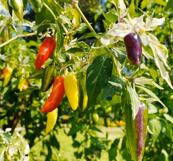 Fish pepper zaden - Afbeelding 2