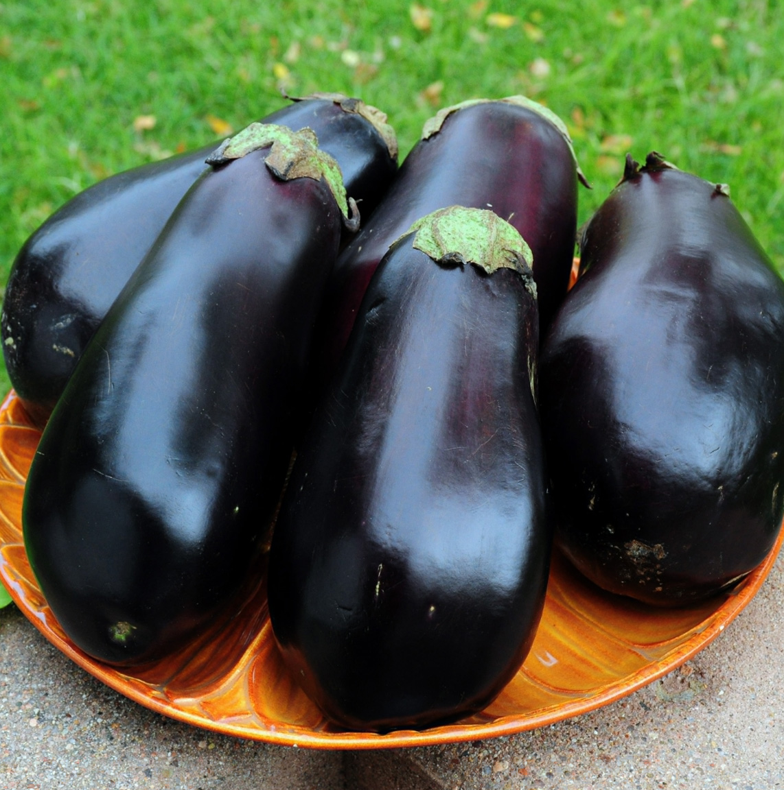 Aubergine zaden 'Black Beauty' The Grow Supplier