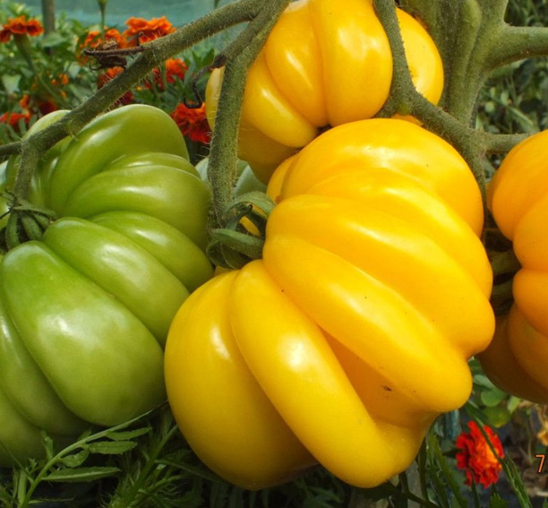Tomatensamen Florentine Beauty | The Grow Supplier